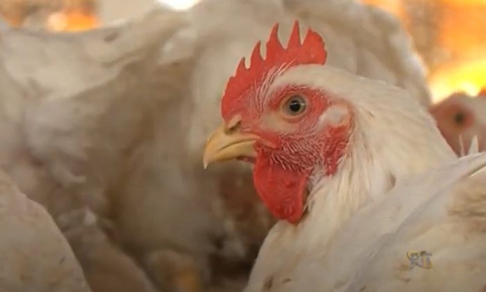 No ranking nacional, Pernambuco está em 7º lugar e o Ceará em 8º